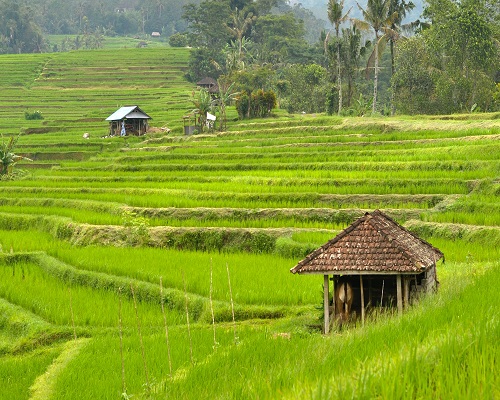 jatiluwih-rice-terrace-bali-golden-tour