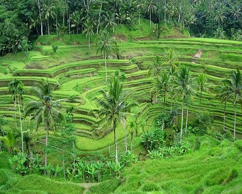 tegallalang-rice-terrace-bali-golden-tour