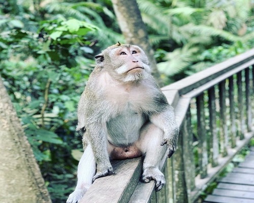 ubud-monkey-forest-bali-golden-tour