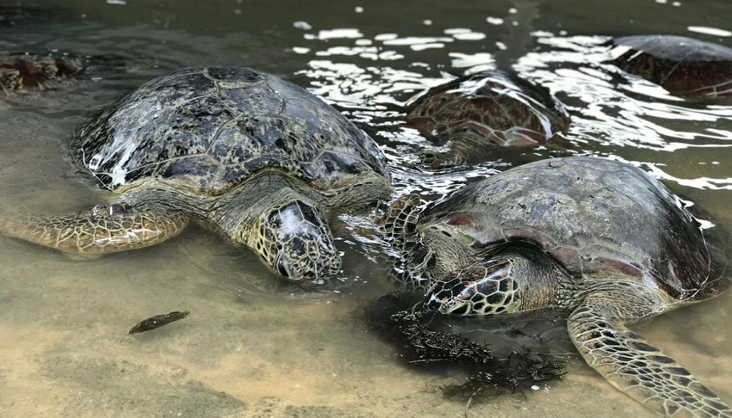 bali-water-sports-turtle-islands