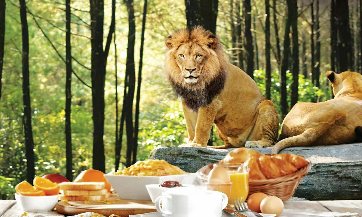 breakfast-with-lion