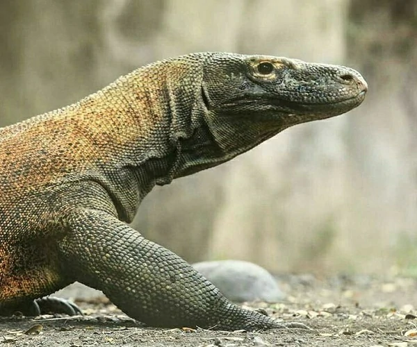 komodo-dragon-small