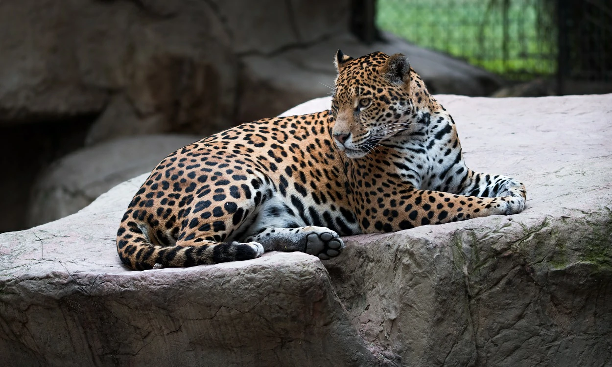leopard-packages