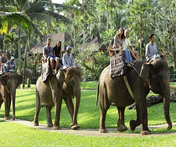 mason-elephant-safari-ride-1