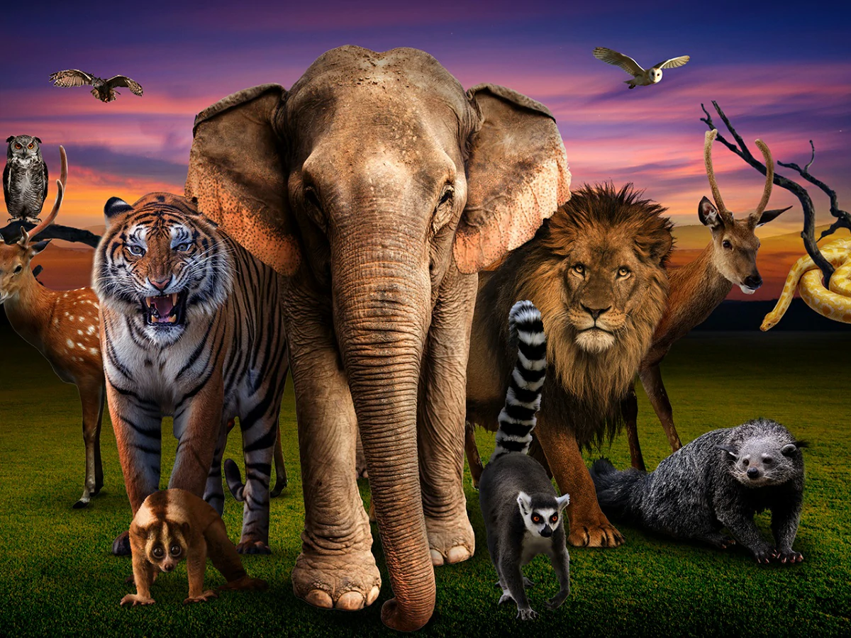 night-at-the-zoo