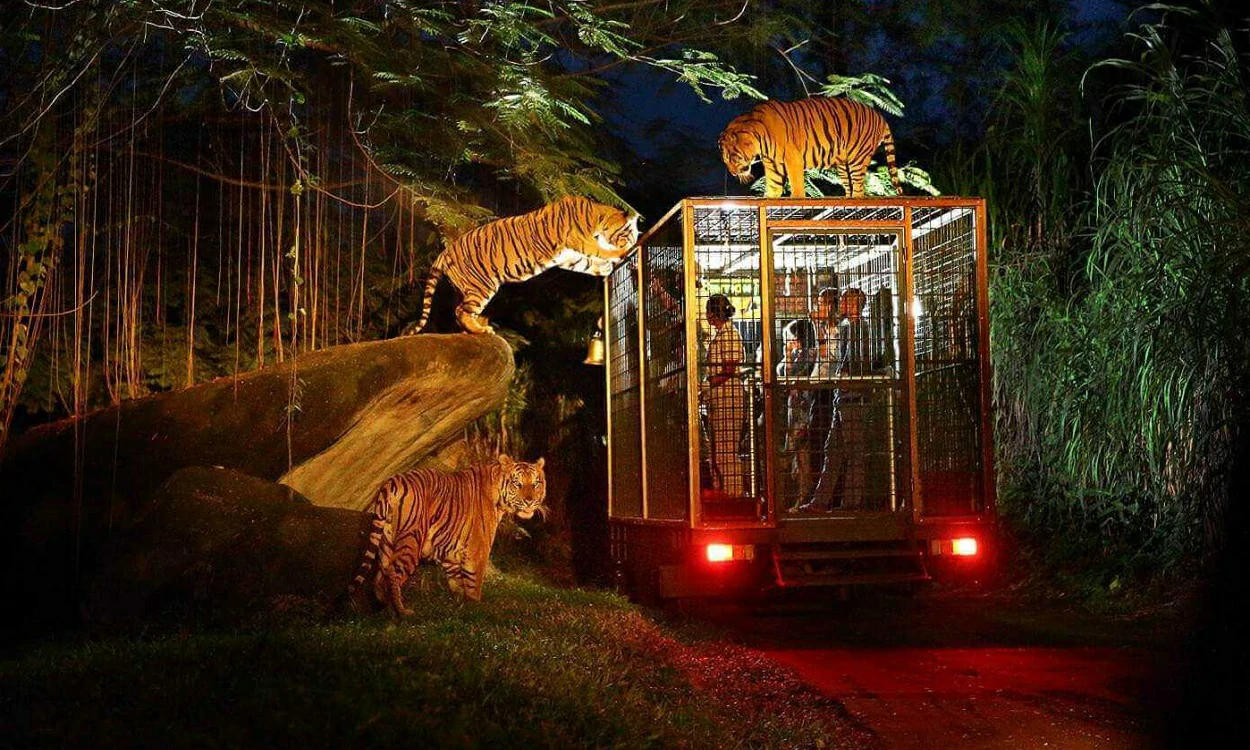night-safari