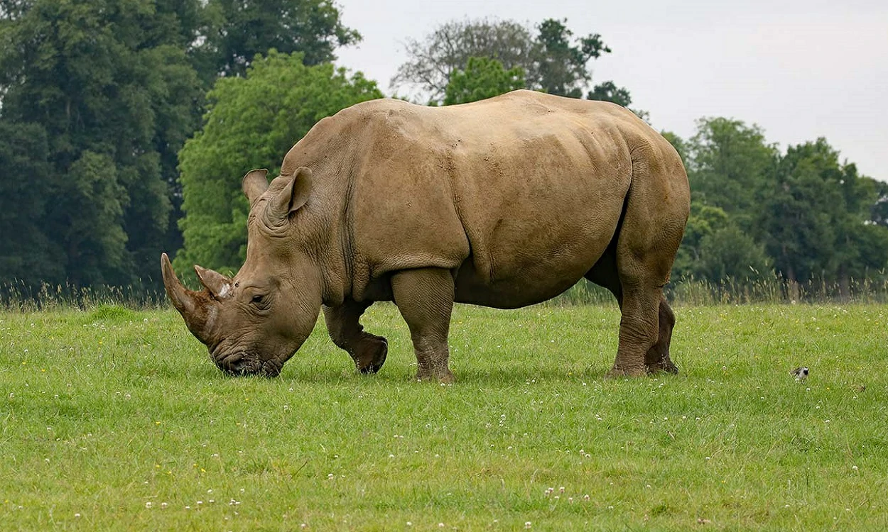 rhino-packages