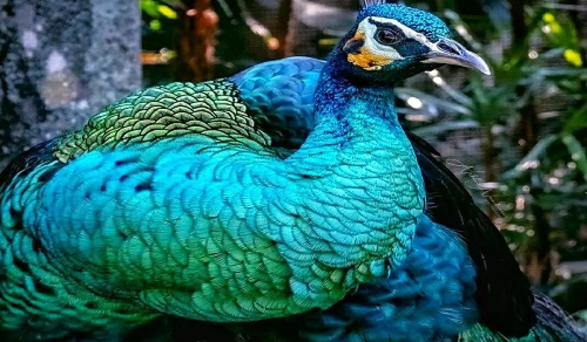 bali-bird-park-1