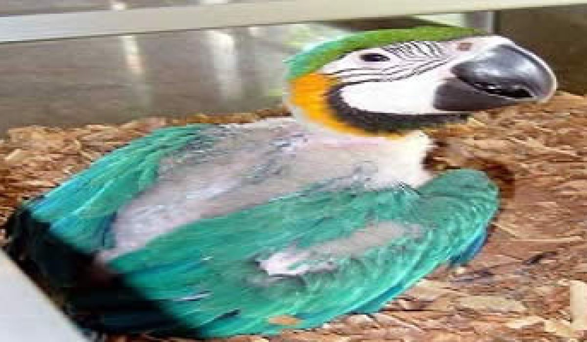 bali-bird-park-conservations