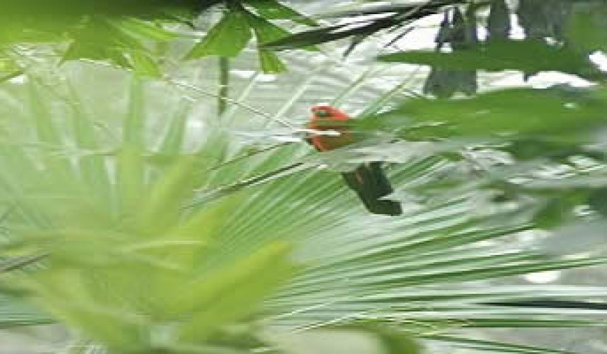 bali-bird-park-what-can-i-do