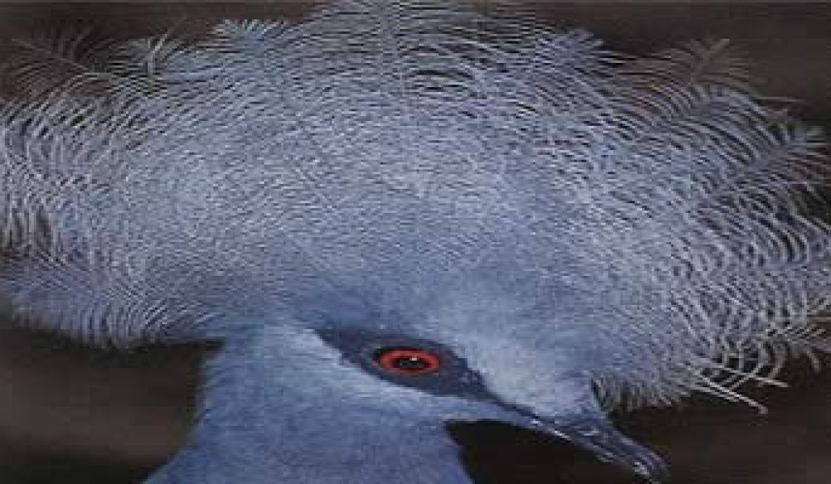 bali-bird-park-what-can-i-see