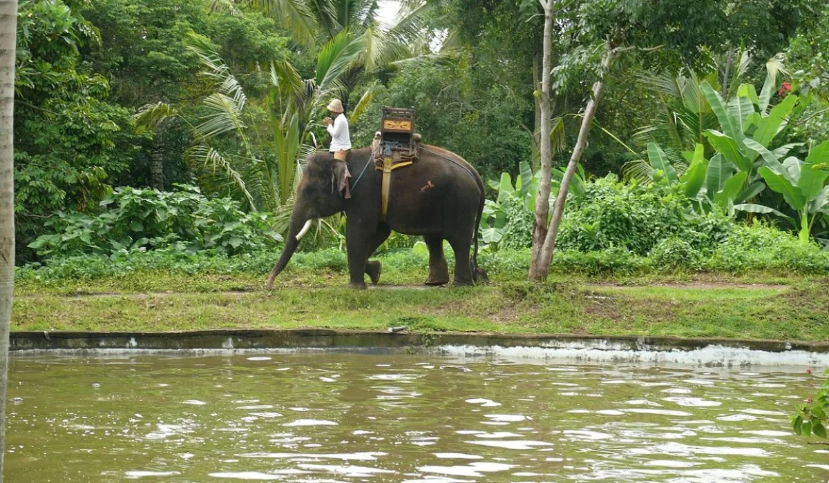 bali-elephant-camp-tours
