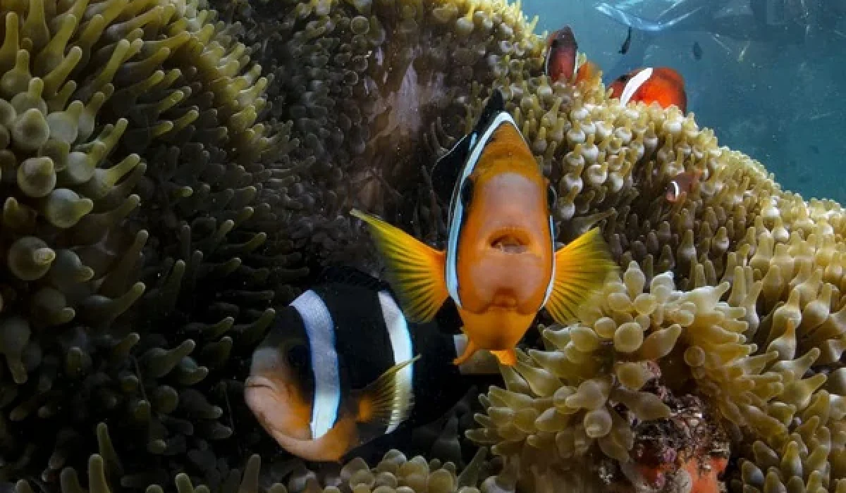 bali-sea-walker-tour-1