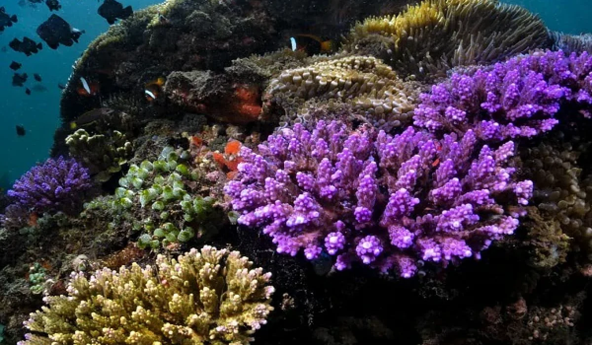 bali-sea-walker-tour-4