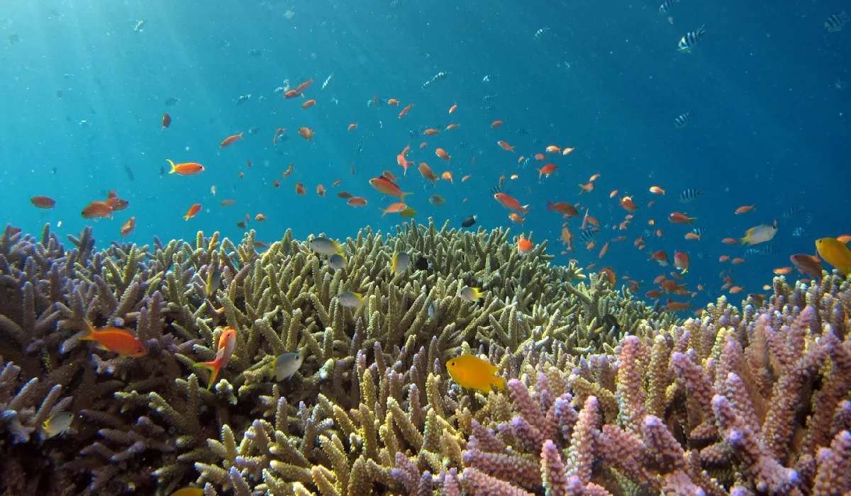 bali-snorkeling-tours