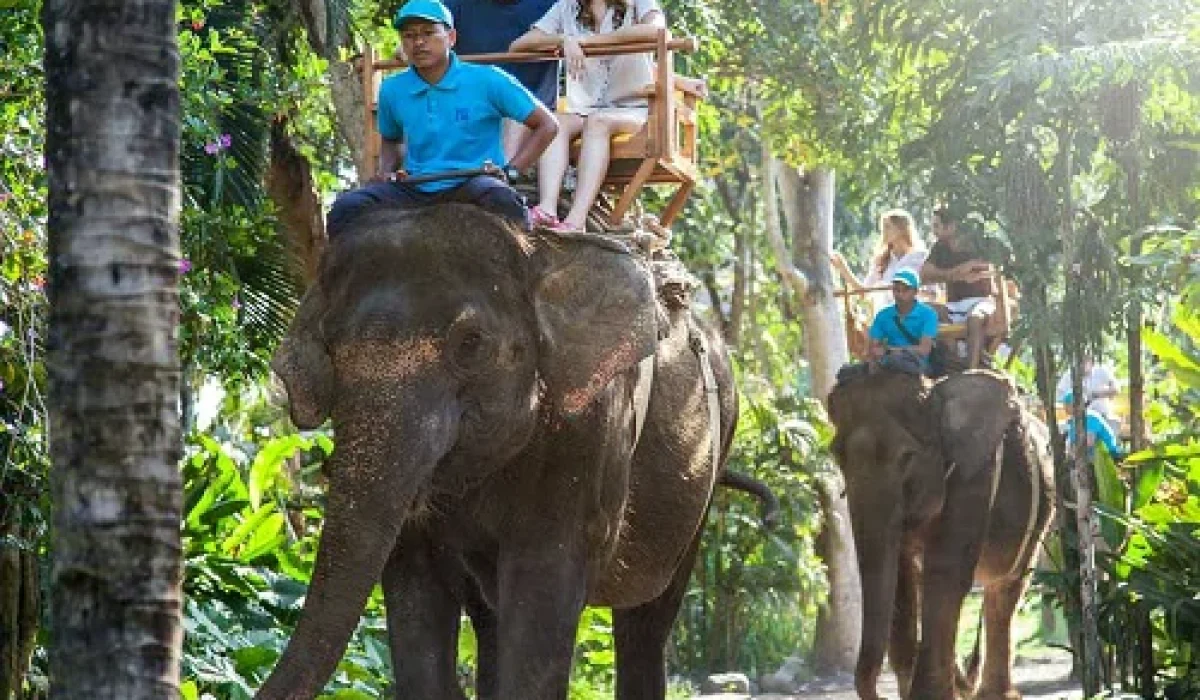 bali-zoo-elephant-ride-2