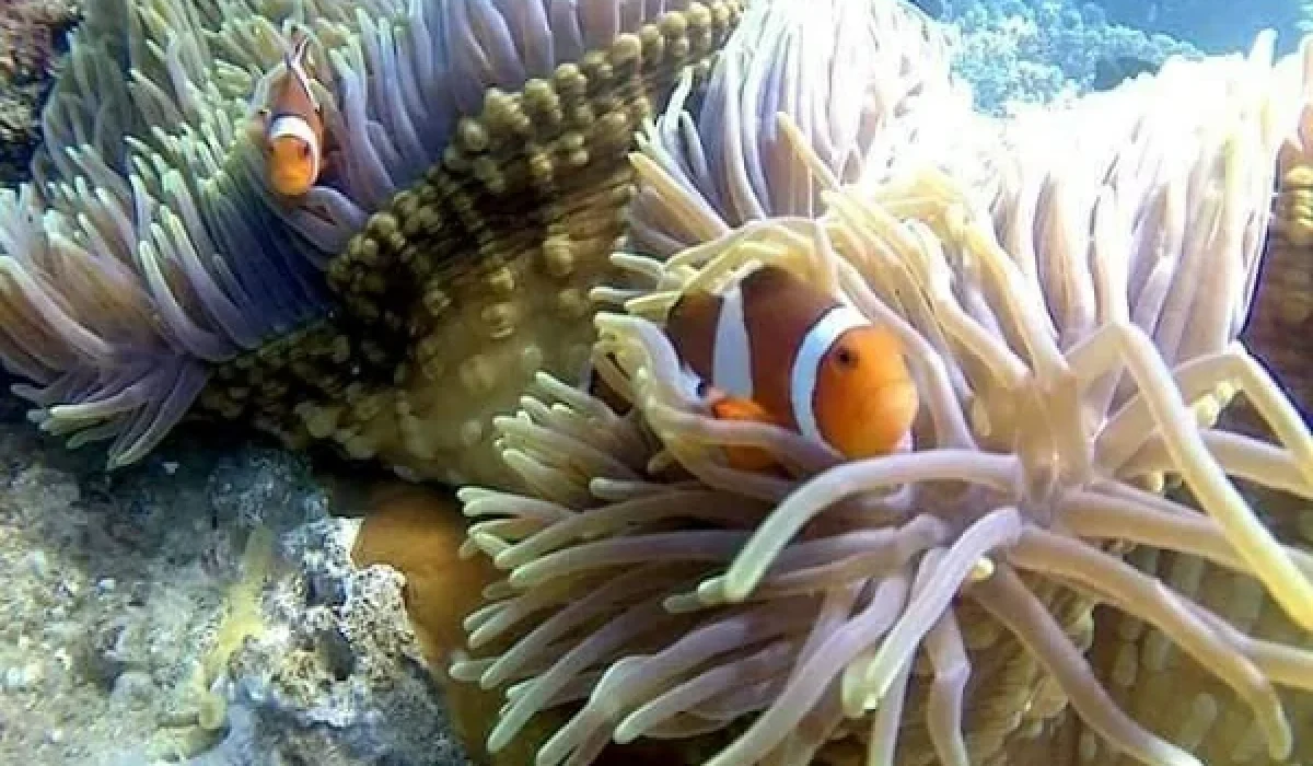 blue-lagoon-snorkeling-1