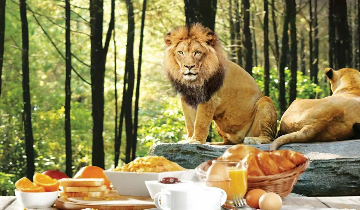breakfast-with-lion