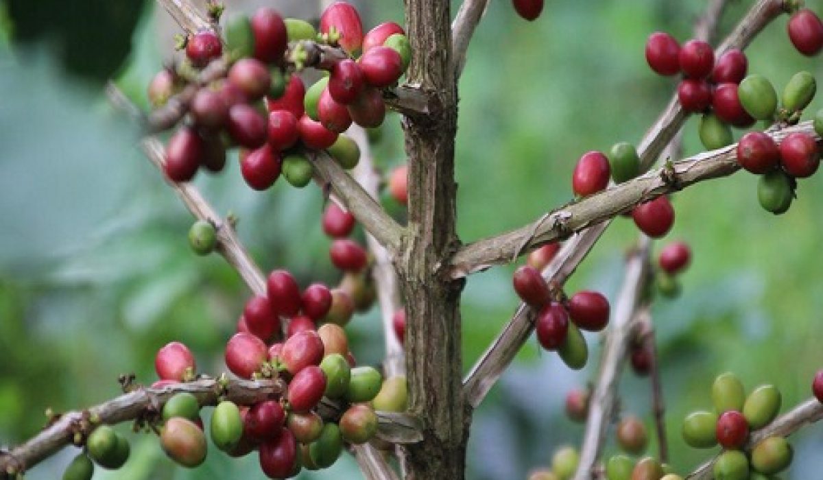 coffe-luwak-plantation-bali-golden-tour