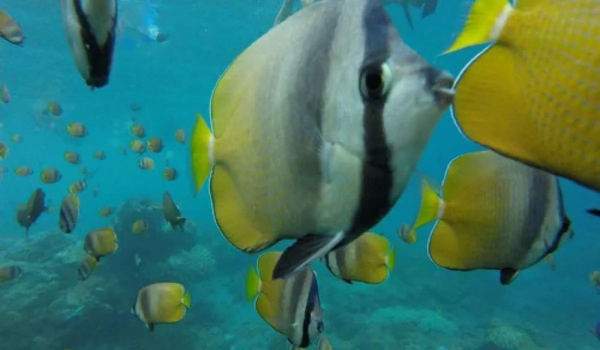 crystal-bay-snorkeling