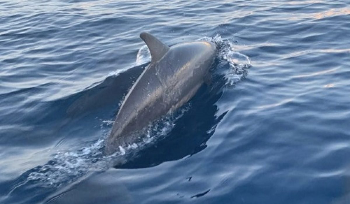 dolphin-bali-tours-bali-golden-tour