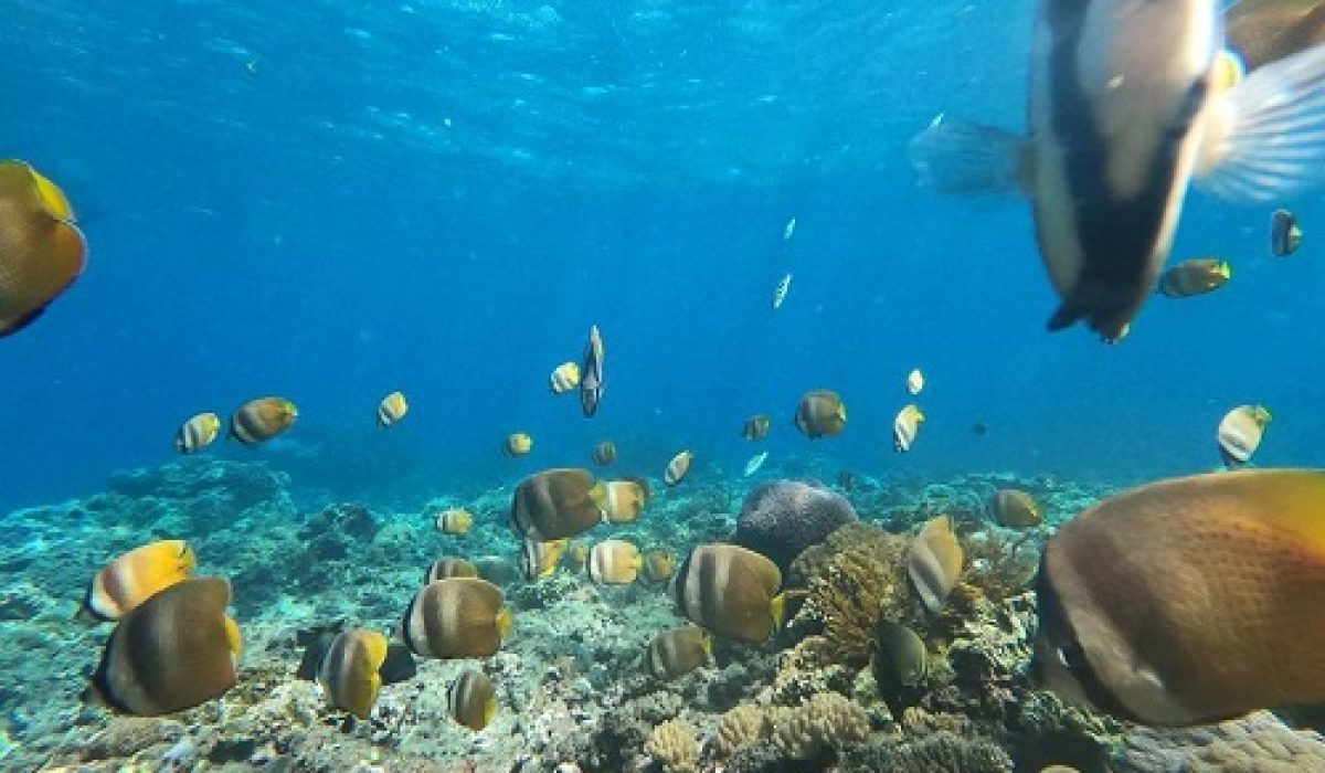 gamat-bay-snorkeling