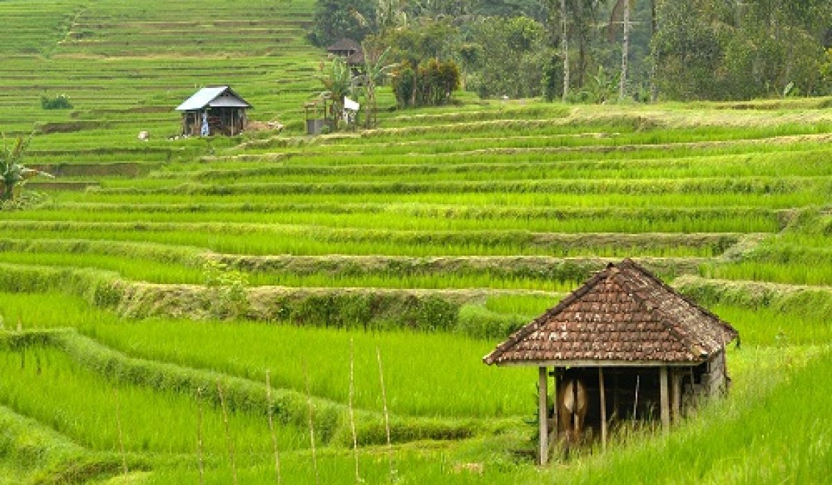 jatiluwih-rice-terrace-bali-golden-tour