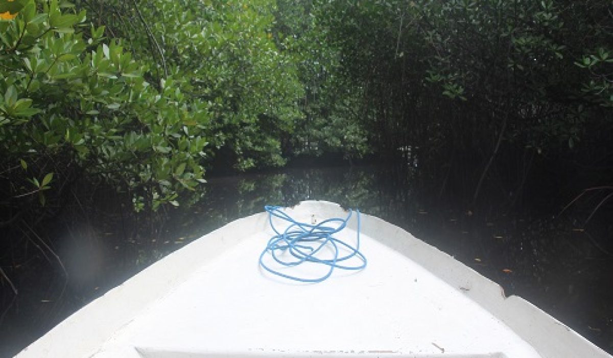 lembongan-mangrove-tour