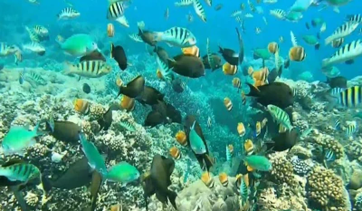 mangrove-point-snorkeling