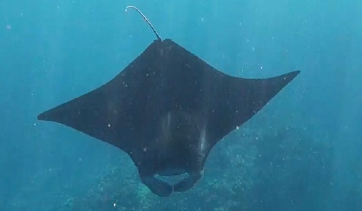 manta-bay-snorkeling