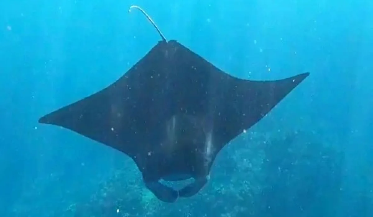 manta-bay-snorkeling