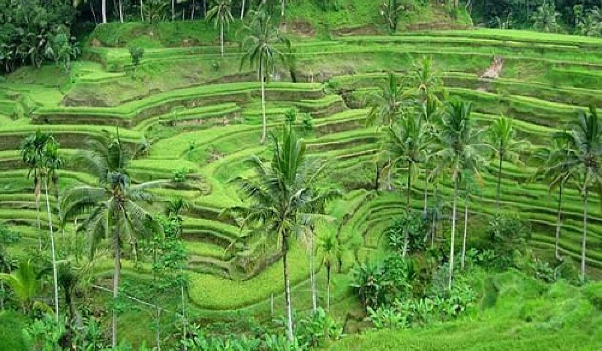 tegallalang-rice-terrace-bali-golden-tour