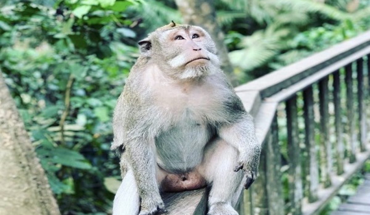 ubud-monkey-forest-bali-golden-tour