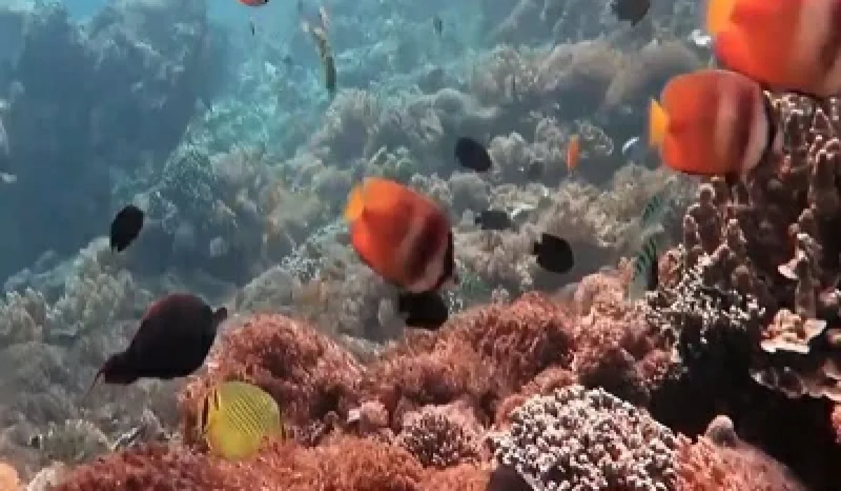 wall-point-snorkeling